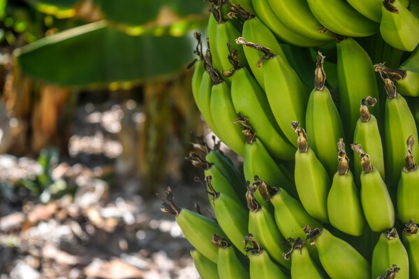 Справедливость для жертв: Chiquita Brands International обязана выплатить компенсацию семьям колумбийских жертв